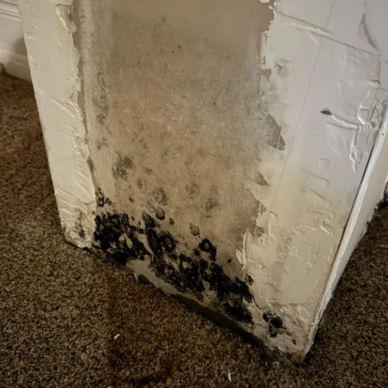 Professional Mold Removal in Litchfield, MI